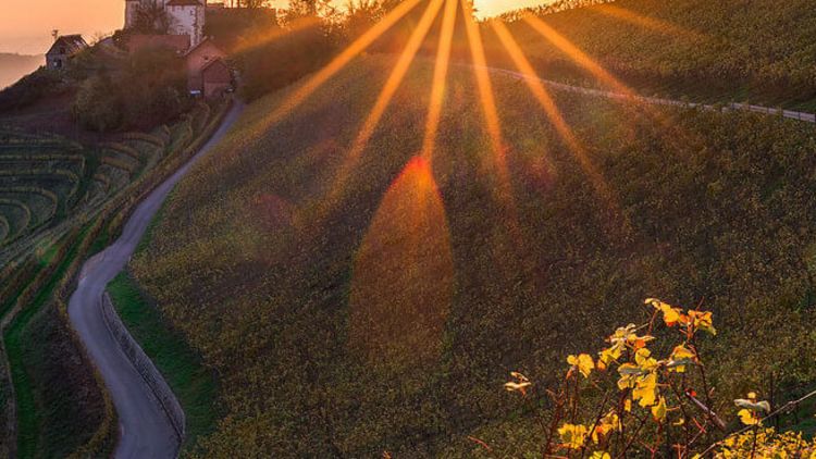 Sonnenuntergang im Weinberg MEDICLIN Traumazentrum Durbach