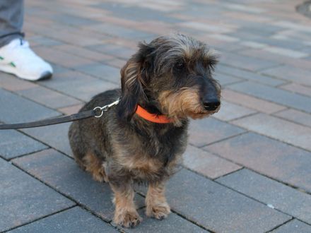 MEDICLIN Kliniken Bad Wildungen ermöglichen Reha-Aufenthalt mit Hund