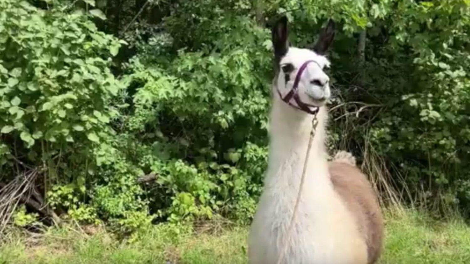 Tiergestützte Therapie mit Lamas