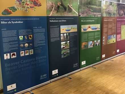 Kann man den Elbebiber essen oder soll man ihn lieber anschauen?