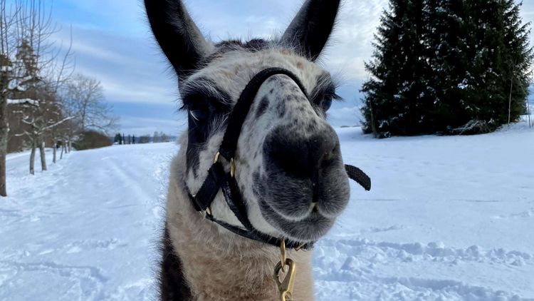 Lamatherapie auch im Winter? Sicher doch!