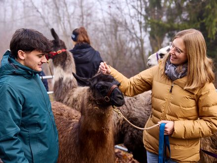 Neue Babylamas ergänzen Therapie-Team