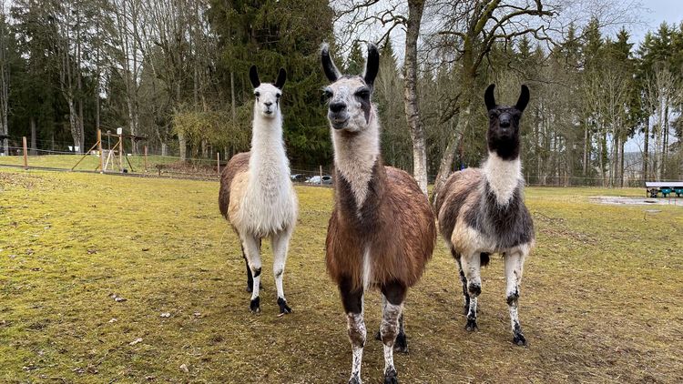 Wenn Lamas trauern – und heilen helfen